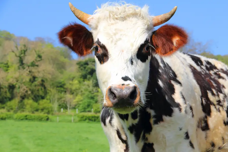 Beautiful cow grazing on green field in Normandy, France