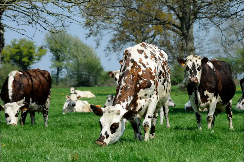 Spring and summer in Normandie