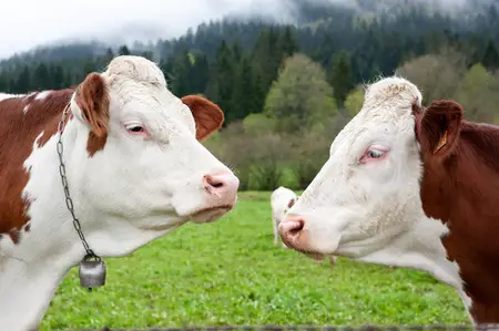 vache montbéliarde